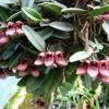 Bulbophyllum bootanoides