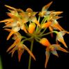 Bulbophyllum cephalophonum