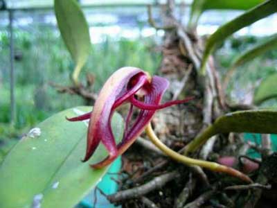 Bulbophyllum cheiri