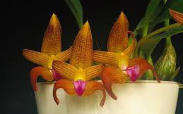 Bulbophyllum clapotense