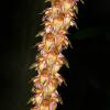 Bulbophyllum clavatum