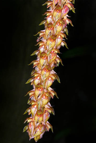 Bulbophyllum clavatum