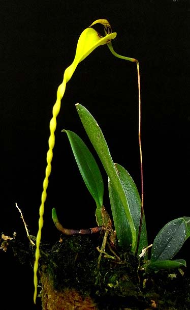 Bulbophyllum contortisepalum var. flava