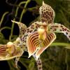 Bulbophyllum costatum