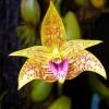 Bulbophyllum coweniorum