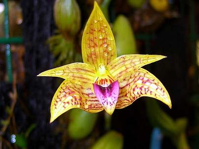 Bulbophyllum coweniorum