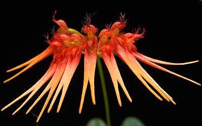 Bulbophyllum electrinum var calvum