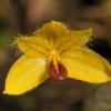 Bulbophyllum fenixii