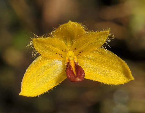 Bulbophyllum fenixii