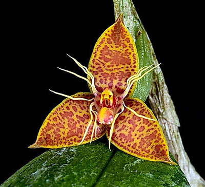 Bulbophyllum flavofimbriata