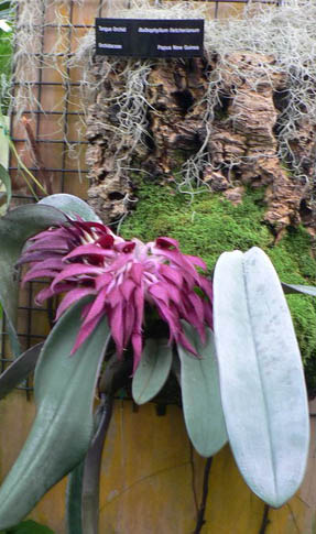 Bulbophyllum fletcherianum