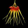 Bulbophyllum hirundinis
