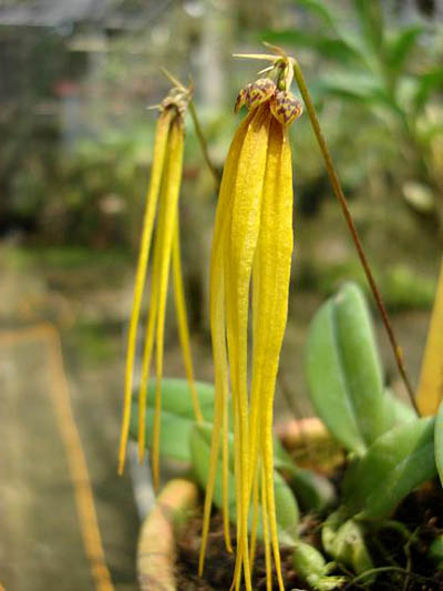 Bulbophyllum jacobsonii flava