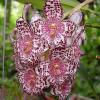 Bulbophyllum kubahense