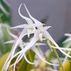Bulbophyllum kwangtungense (variegata leaf)