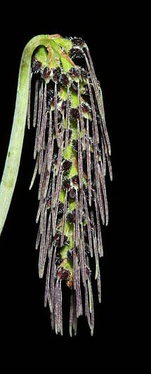 Bulbophyllum lemniscatoides