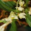 Bulbophyllum lewisense