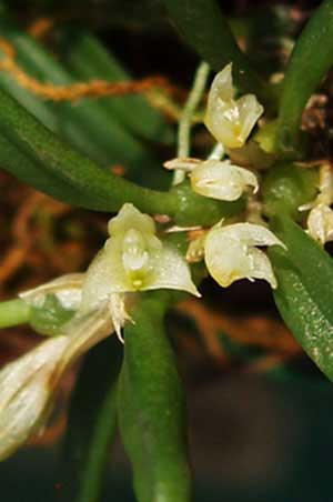 Bulbophyllum lewisense