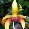 Bulbophyllum lobbii var sulawesi