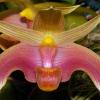 Bulbophyllum lobbii 'Wine'