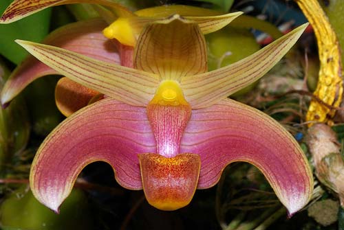 Bulbophyllum lobbii 'Wine'