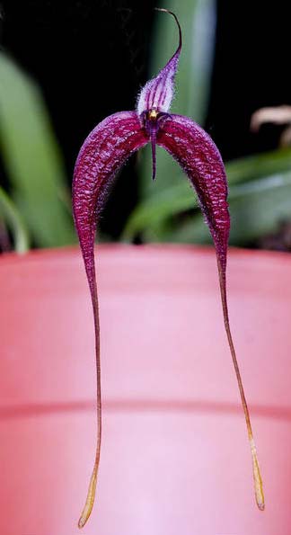 Bulbophyllum longicaudatum