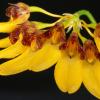Bulbophyllum macroleum