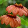 Bulbophyllum masterianum
