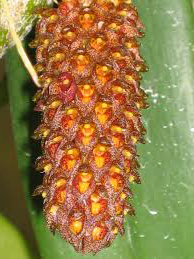 Bulbophyllum nesiotes