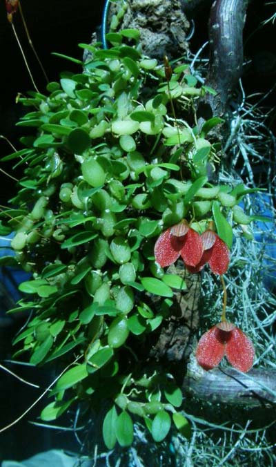 Bulbophyllum ovalifolium