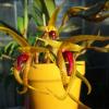 Bulbophyllum papulosum