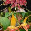 Bulbophyllum phalaenopsis x lobbii