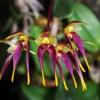 Bulbophyllum planibulbe