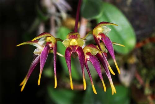 Bulbophyllum planibulbe