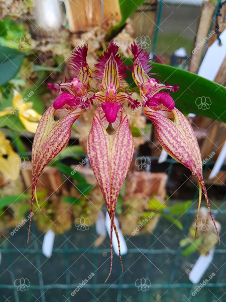 Bulbophyllum rothschildianum