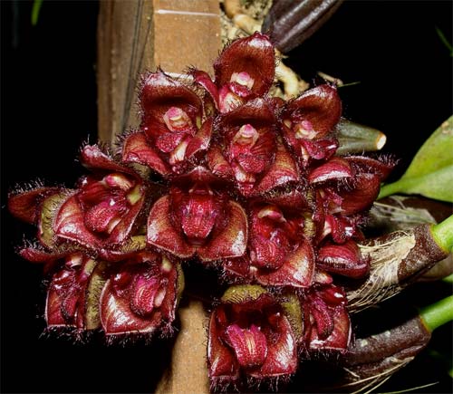 Bulbophyllum sigaldiae