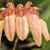 Bulbophyllum sikkimense