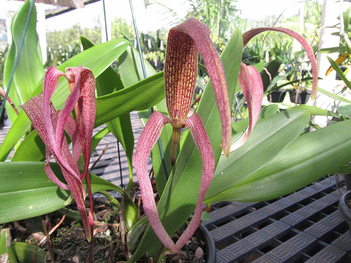 Bulbophyllum singulare