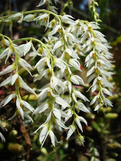 Bulbophyllum sukhakulii