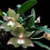 Bulbophyllum transarisanense