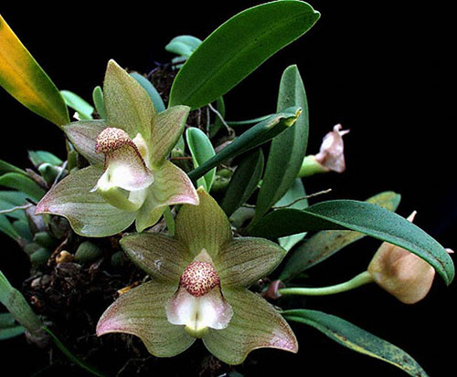 Bulbophyllum transarisanense