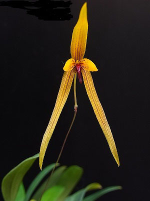 Bulbophyllum williamsii
