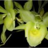 Catanoches Yellow Bird 'Jumbo Orchids'