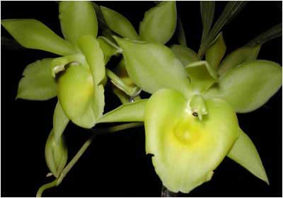 Catanoches Yellow Bird 'Jumbo Orchids'