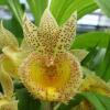 Catasandra Jumbo Express 'Jumbo Orchids'