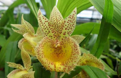 Catasandra Jumbo Express 'Jumbo Orchids'