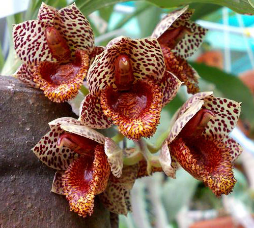 Catasetum denticulatum 'Jumbo Orchids'