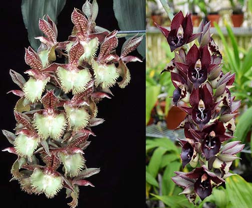 Catasetum Frilly Doris 'SVOII' x Catasetum Jose Abalo 'SVO'