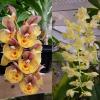Catasetum Orchidglade 'Davie Ranches' x Catasetum tigrinum 'SVO'