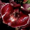 Catasetum (pileatum x Orchidglade)